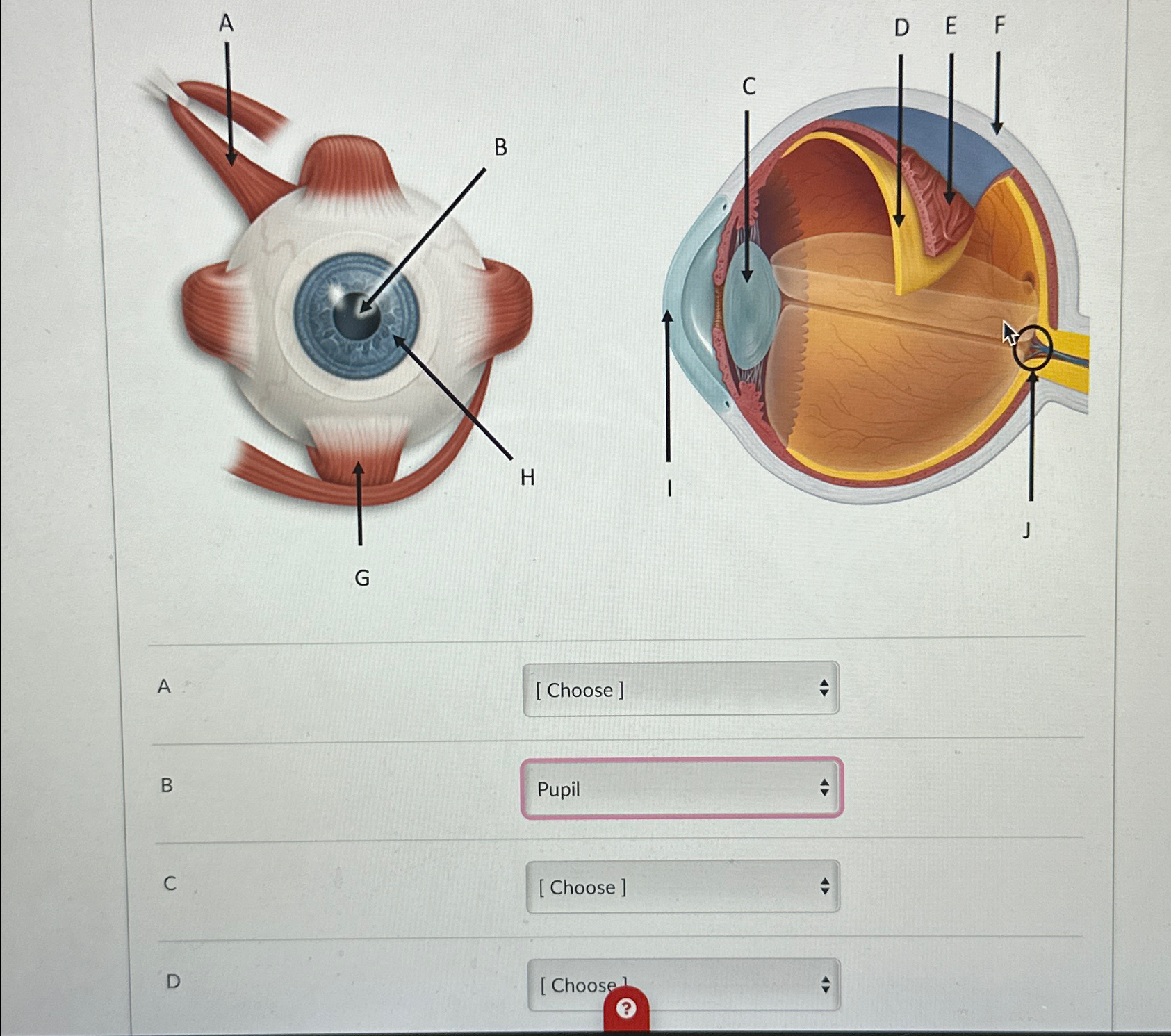 Solved A[ ﻿Choose]BPupilC[ ﻿Choose ]D[Choose- | Chegg.com