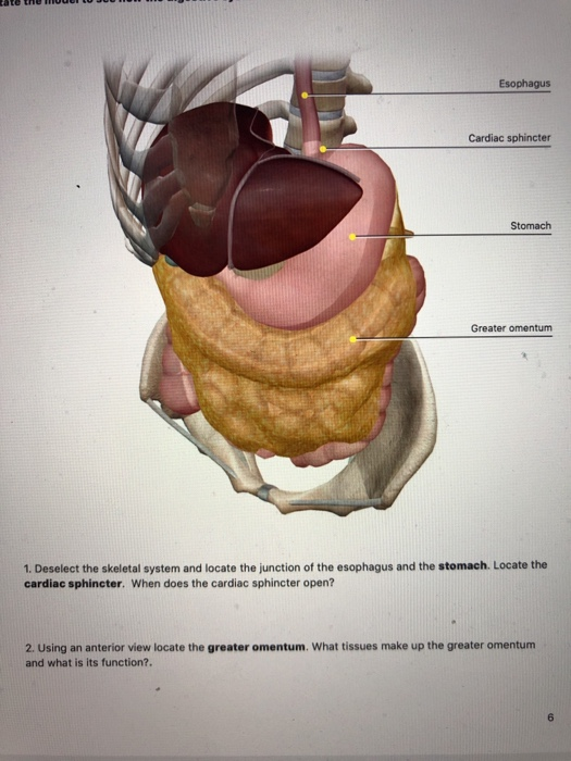 5 Locate The Teeth And The Gingiva What Roles Do Chegg Com