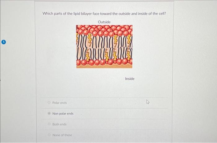 Solved Which parts of the lipid bilayer face toward the | Chegg.com