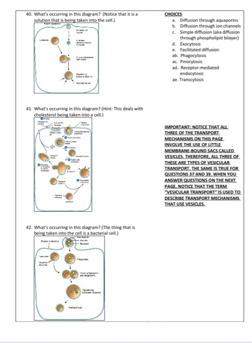 Solved 40 What S Occurring In This Diagram Notice That It Chegg Com