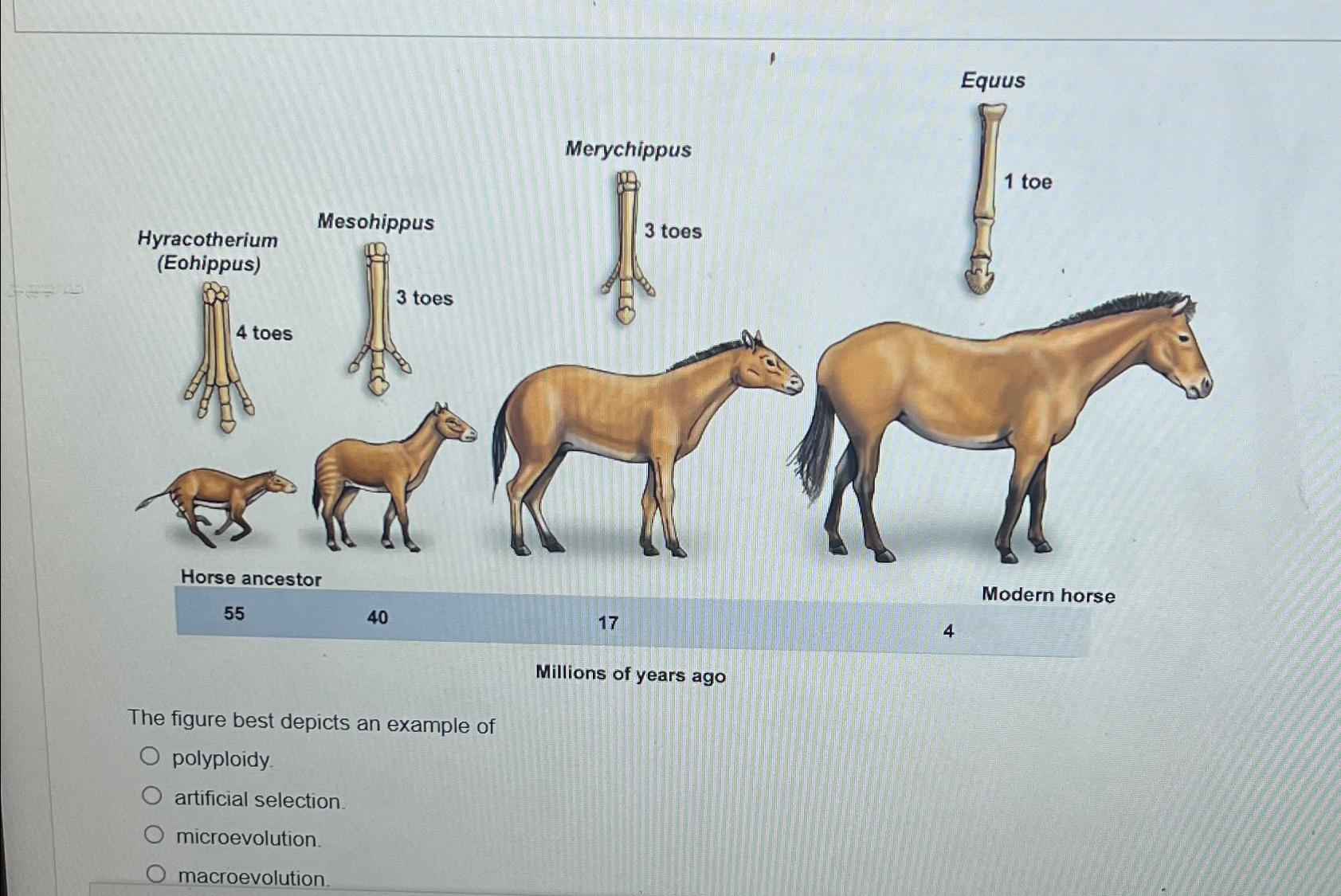 Solved The figure best depicts an example of | Chegg.com