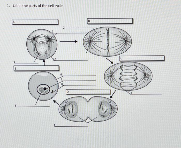 Solved 1. Label the parts of the cell cycle | Chegg.com