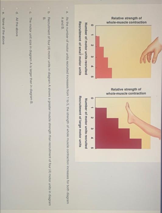 Relative strength of
whole-muscle contraction
ry
Relative strength of
whole-muscle contraction
1
2
0
2
Number of motor units 