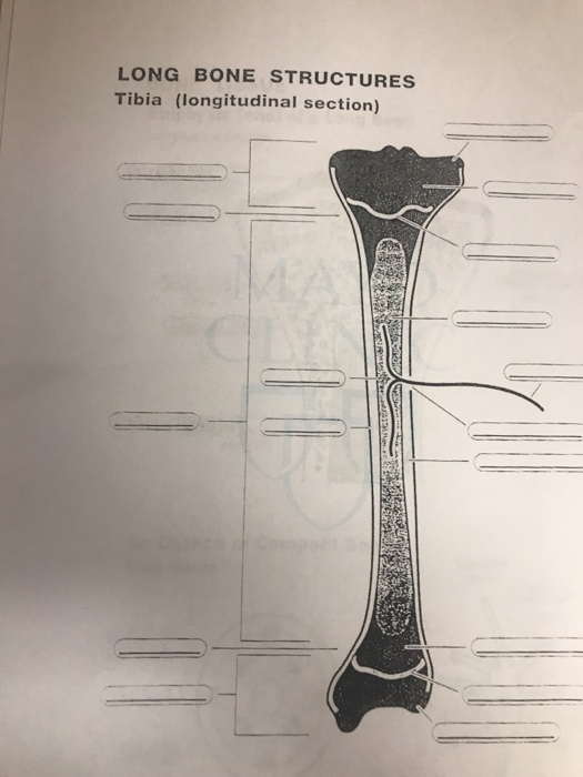 Solved LONG BONE STRUCTURES Tibia (longitudinal Section) | Chegg.com