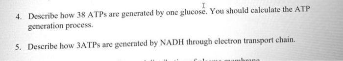 Solved 4. Describe how 38 ATPs are generated by one glucose. | Chegg.com