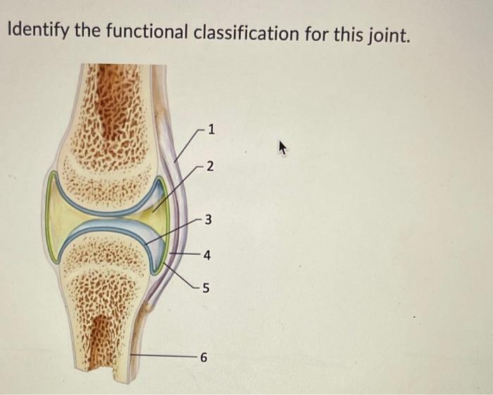 Solved Identify the functional classification for this | Chegg.com
