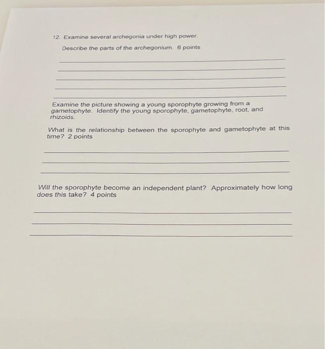 Solved Fern gametophytes are monoecious. What does this term