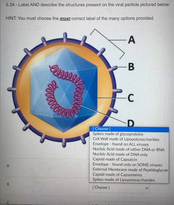 Solved 5.3A - Label AND describe the structures present on | Chegg.com