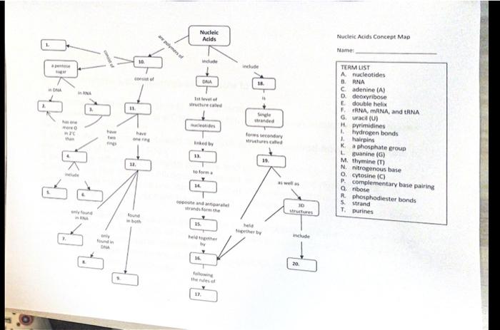 nucleic acid concept map answer key