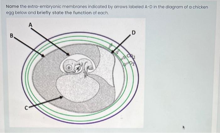 Solved Name The Extra-embryonic Membranes Indicated By 