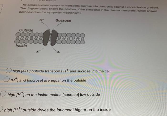 Solved What cellular process is being depicted by box A? А B | Chegg.com