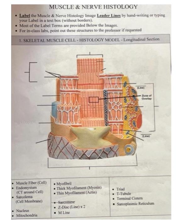 Solved MUSCLE \& NERVE HISTOLOGY - Iabel the Muscle \& Nerve | Chegg.com