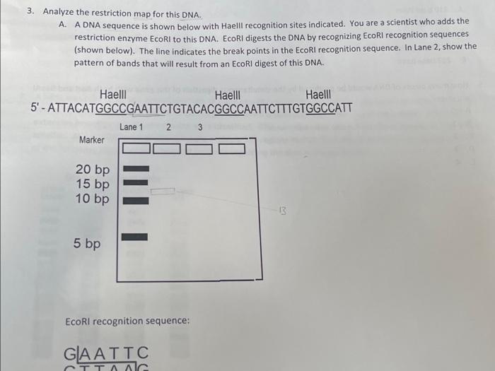 3 Analyze The Restriction Map For This DNA A A DNA Chegg Com   Image