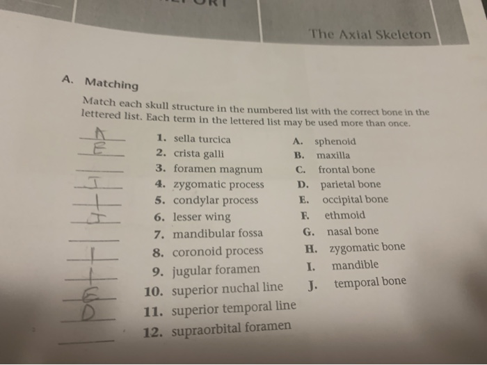 Solved: The Axial Skeleton A. Matching Match Each Skull St... | Chegg.com