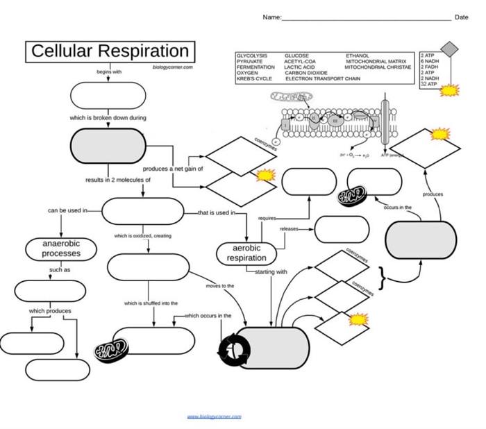 Solved Name: Date Cellular Respiration which is broken down | Chegg.com