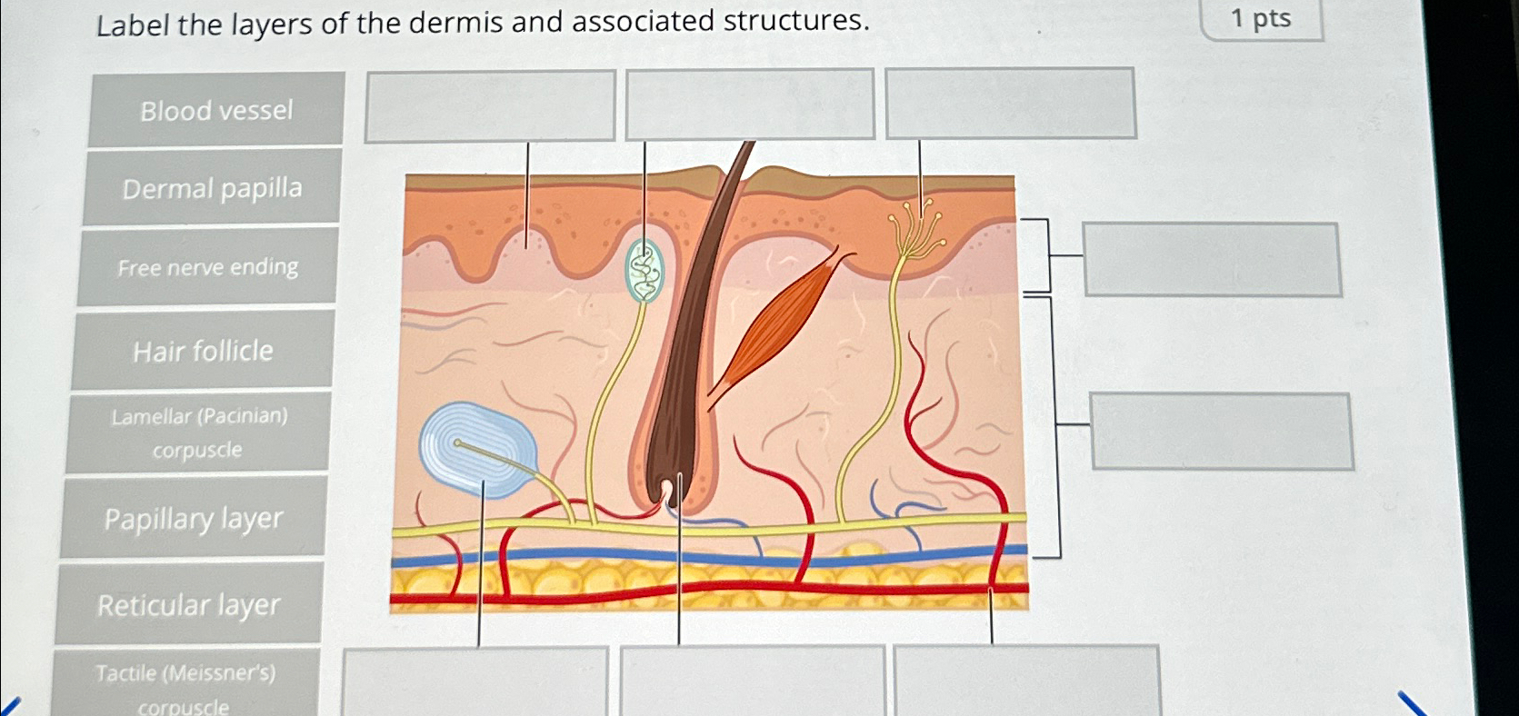 Solved Label the layers of the dermis and associated | Chegg.com