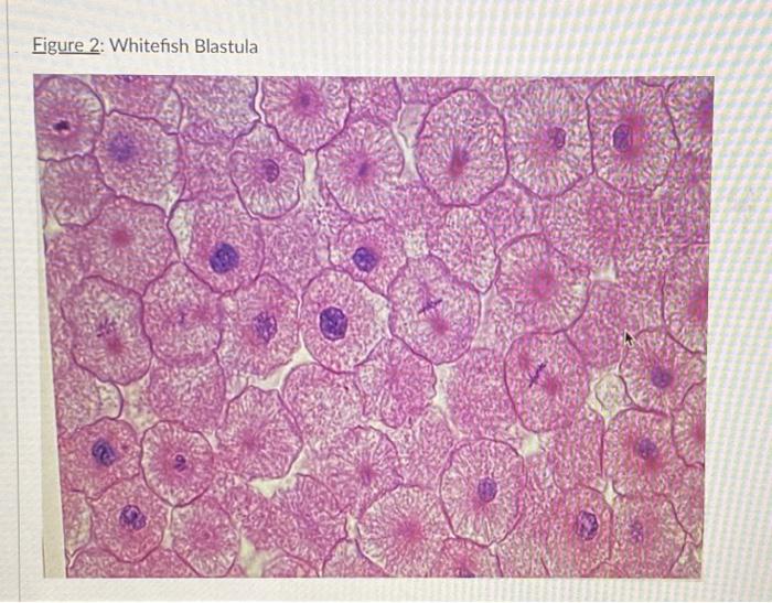 Solved Take another look at the onion cells and whitefish