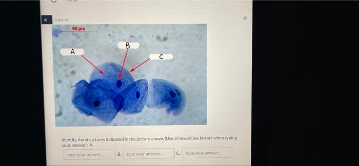 Solved 2 points 50 m B A Identify the structures indicated | Chegg.com