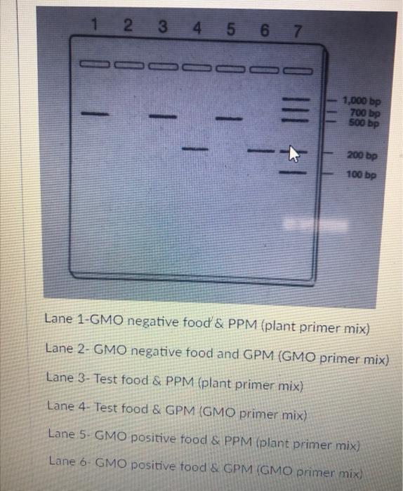 Lane 1-GMO negative food \& PPM (plant primer mix) Lane 2- GMO negative food and GPM (GMO primer mix) Lane 3-Test food \& PPM