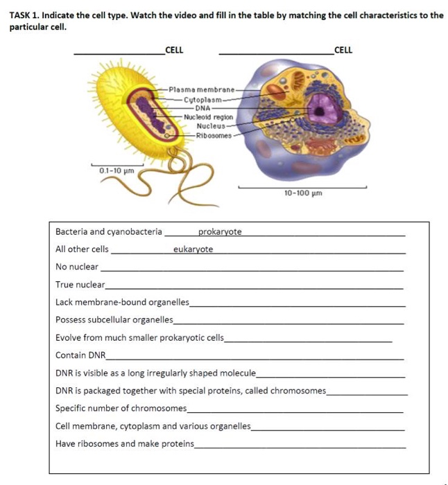 Solved TASK 1. Indicate the cell type. Watch the video and | Chegg.com