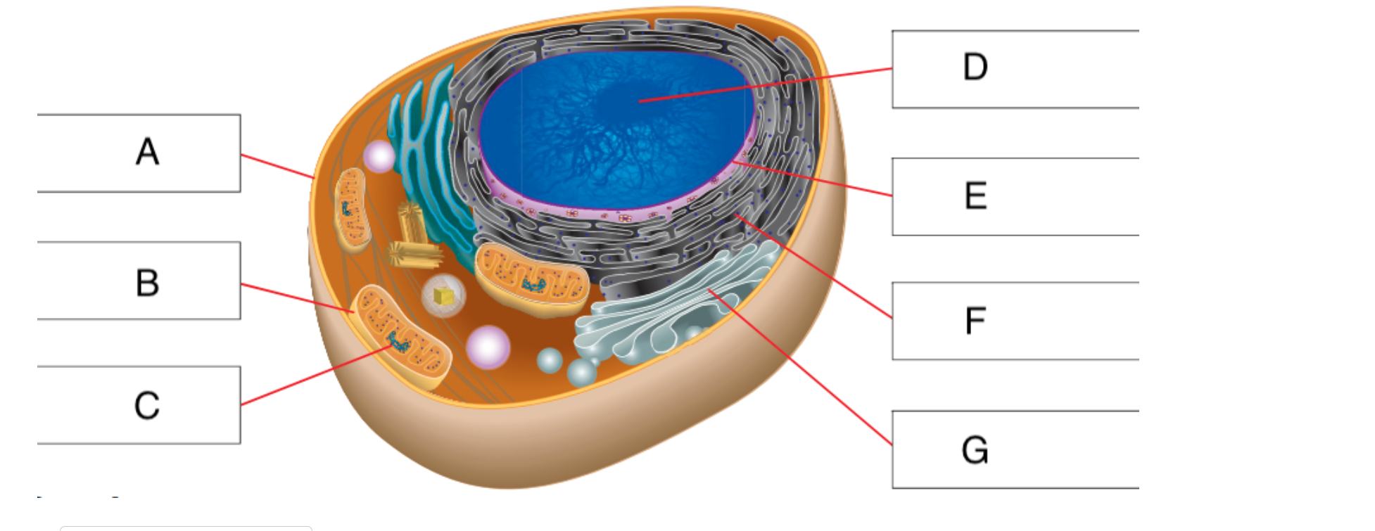 Solved label A-G of the eukaryotic cell | Chegg.com