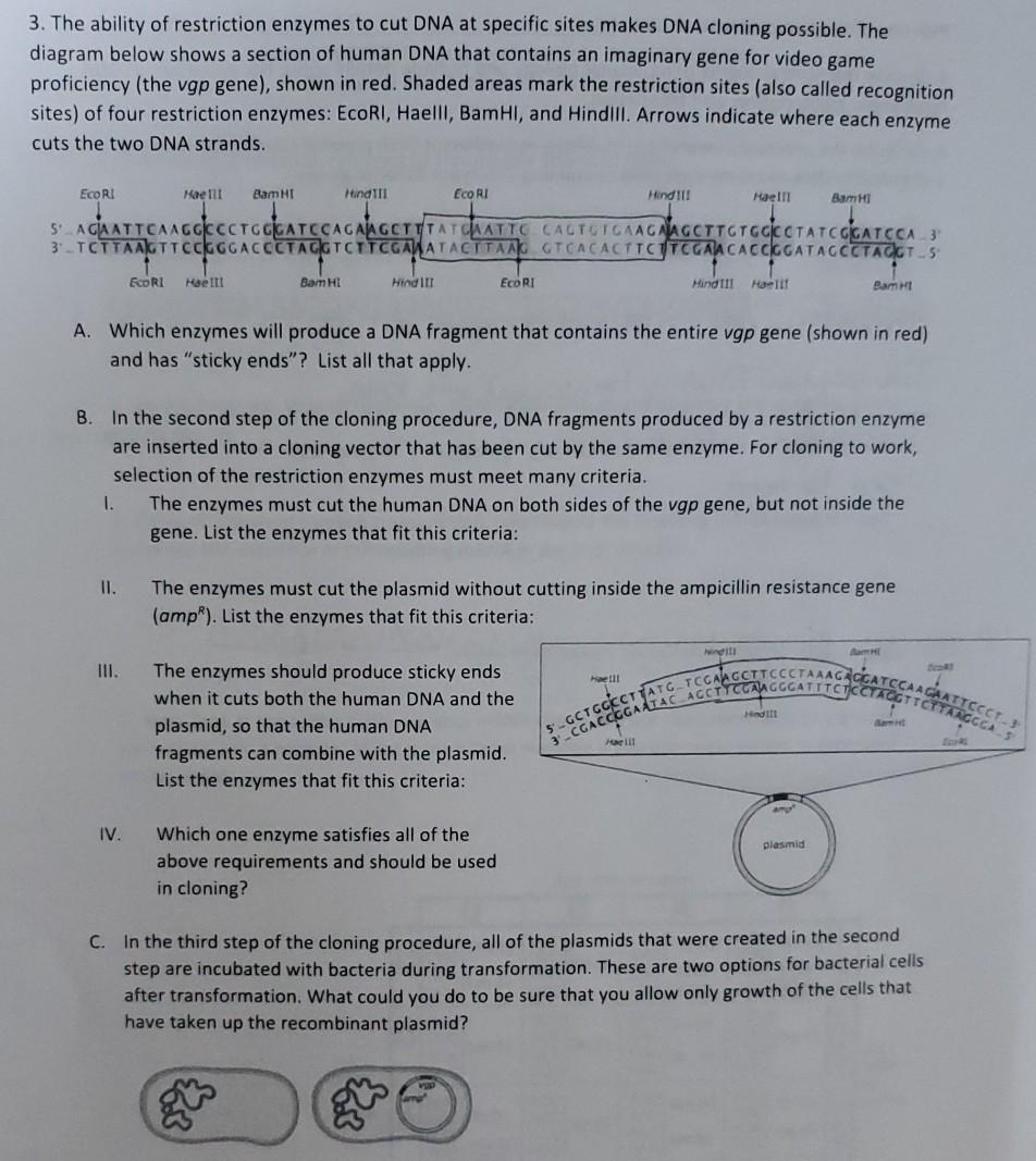 Restriction Enzymes Are Used To Cut Dna In A Specific Location