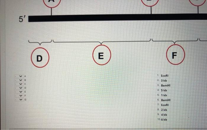 Solved Research problem related to analysing gel results | Chegg.com