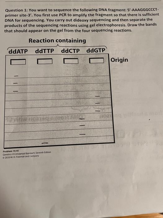 Solved Question 1: You want to sequence the following DNA | Chegg.com