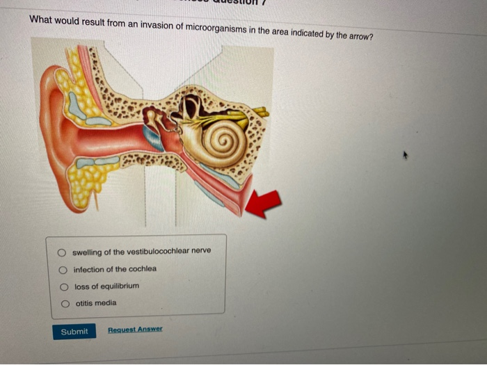 solved-what-would-result-from-an-invasion-of-microorganisms-chegg