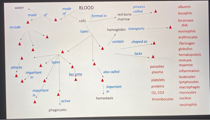 Solved This Activity Involves A Concept Map On Blood Chegg Com   Image 