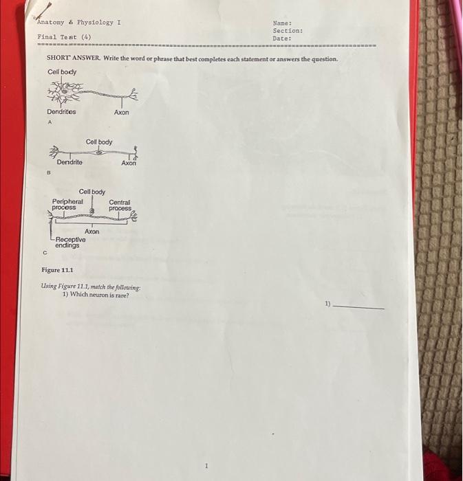 Solved V Anatomy & Physiology I Final Test (4) SHORT ANSWER. | Chegg.com