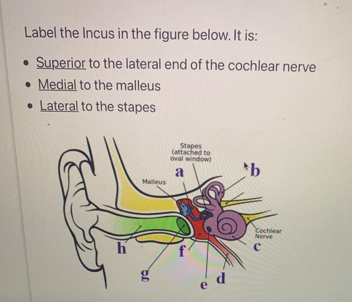 Solved Label the extensor digitorum muscle in the figure | Chegg.com
