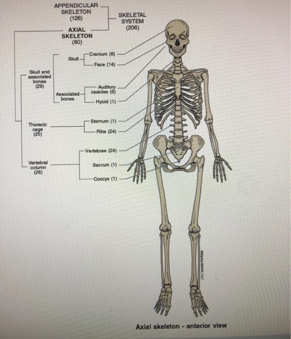 SEER Training: Appendicular Skeleton (126 bones)