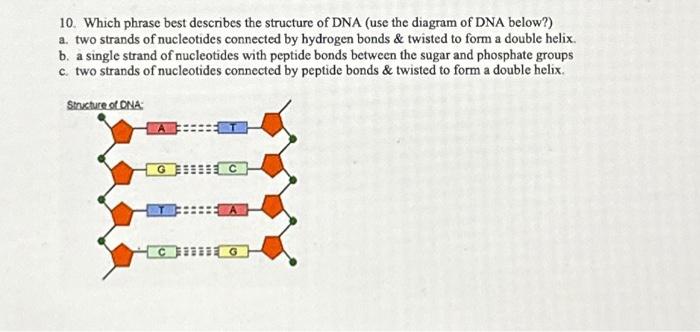 Solved 10. Which phrase best describes the structure of DNA | Chegg.com