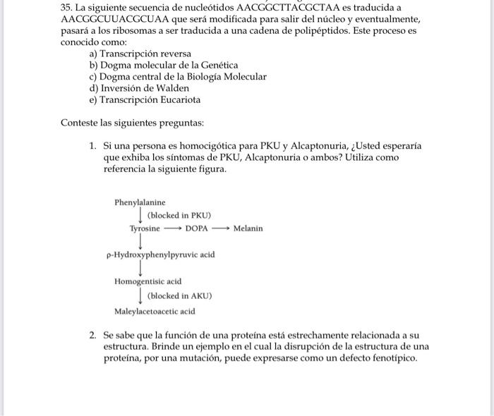 35. La siguiente secuencia de nucleótidos AACGGCTTACGCTAA es traducida a AACGGCUUACGCUAA que será modificada para salir del n