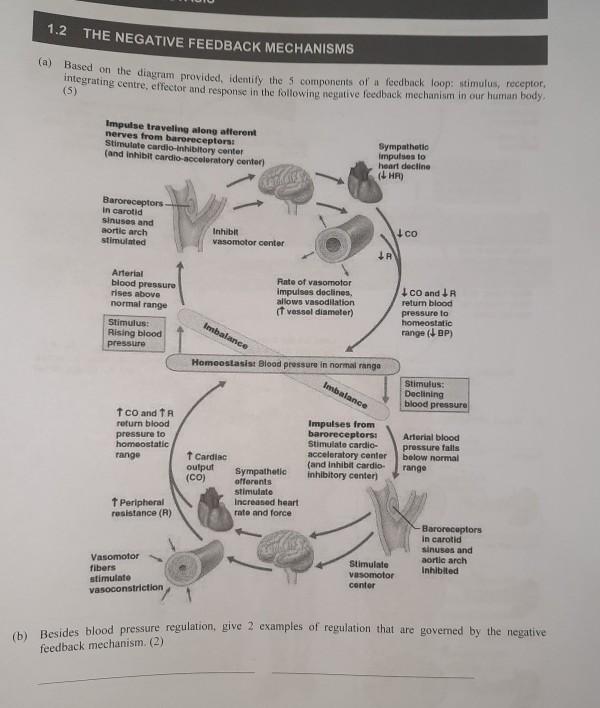 solved-1-2-the-negative-feedback-mechanisms-a-based-on-the-chegg