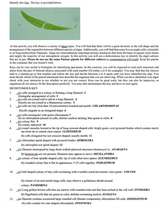 Shape of chloroplast in algae  Observing chloroplast in algae