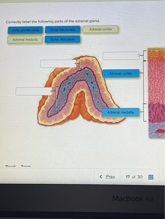 Solved Correctly Label The Following Parts Of The Adrenal