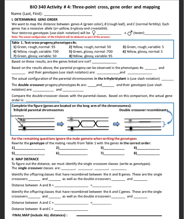 Genetic Mapping: Three-point Testcross and Double Crossover