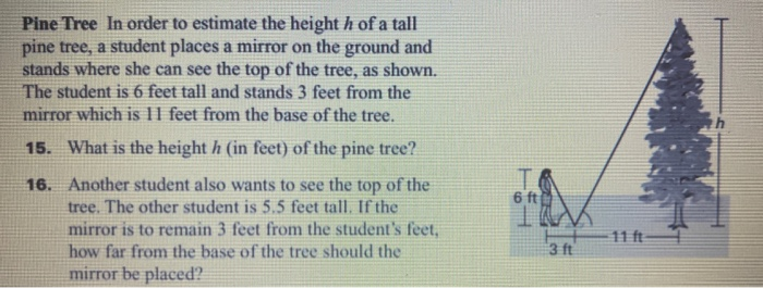 Solved Pine Tree In order to estimate the height h of a tall | Chegg.com