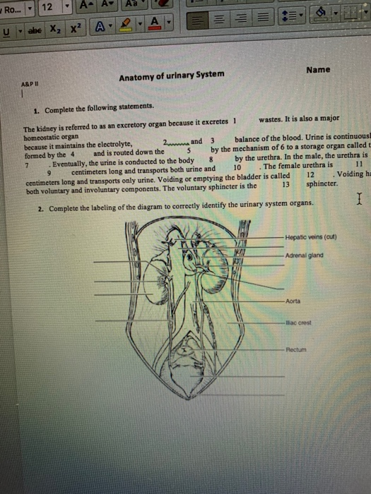 Solved Ro 12 A A Abe X X A 2 A U Anatomy Of Urinary Chegg Com