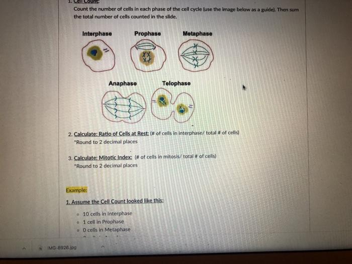 Solved count the number of cells in each phase of the cell chegg