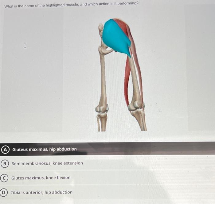 Solved What is the name of the highlighted muscle, and which