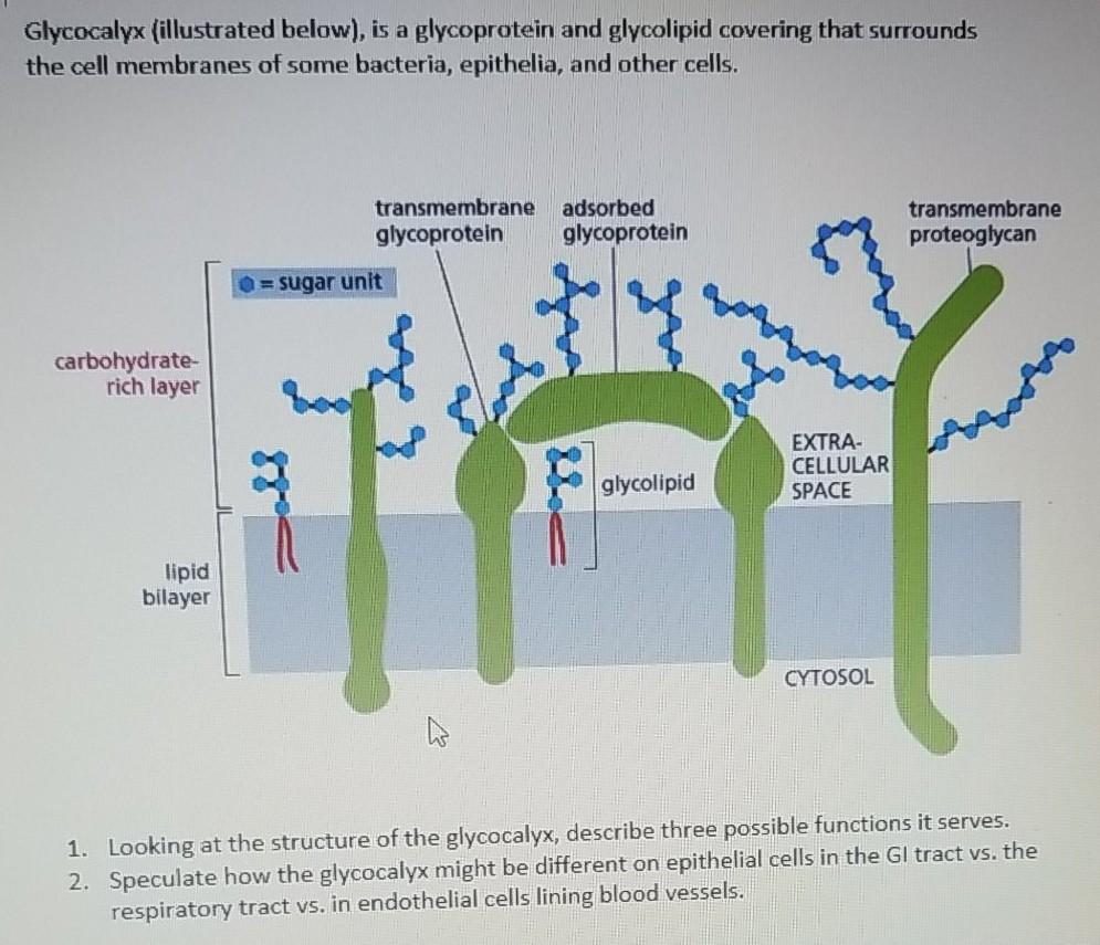 glycoprotein