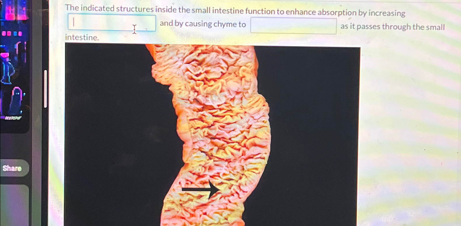 Solved The indicated structures inside the small intestine | Chegg.com