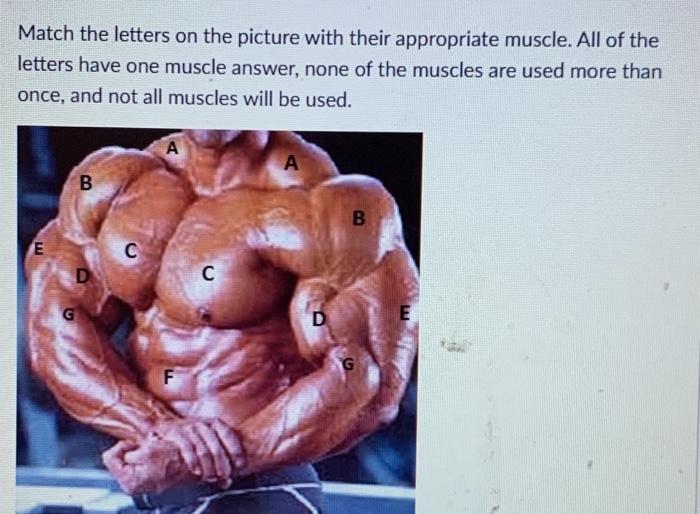 Solved Match the letters on the picture with their | Chegg.com