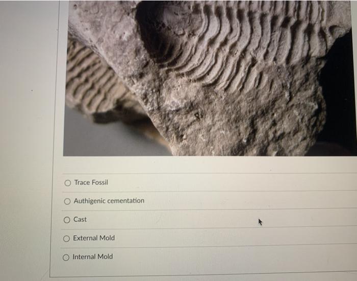 Solved What is the mode of preservation? O Trace Fossil 