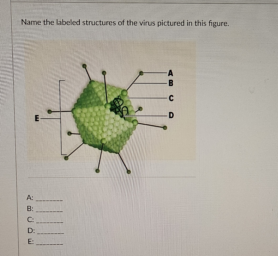 Solved Name the labeled structures of the virus pictured in | Chegg.com