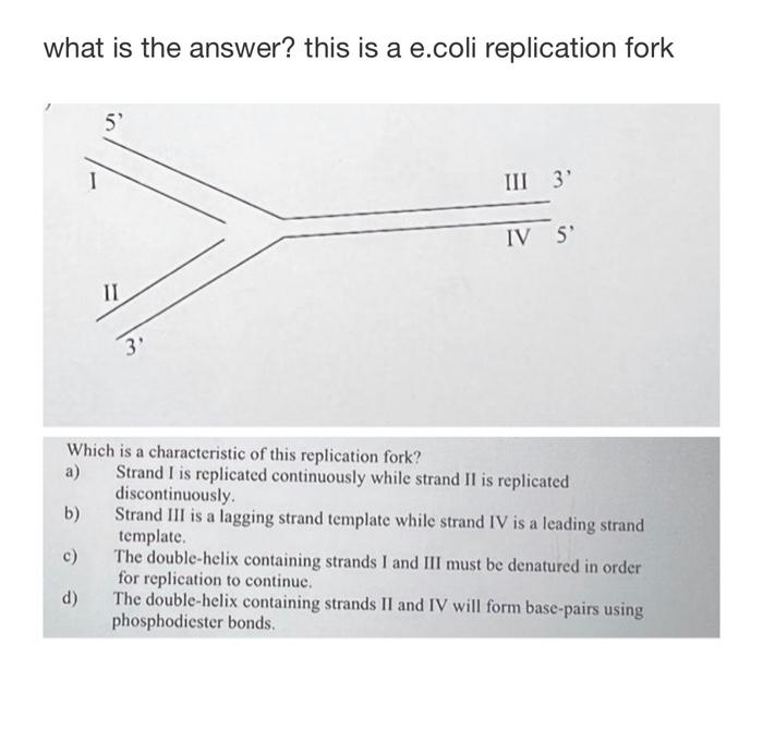 Solved what is the answer? this is a e.coli replication fork | Chegg.com