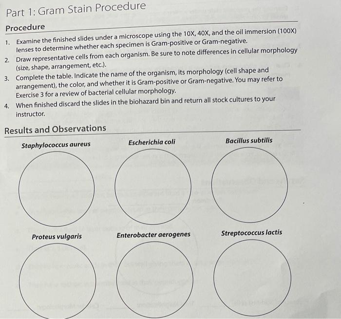 gram stain microscopic morphology